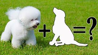 Top 9 Bichon Frise Cross breeds that You’ll Love