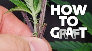 How to Graft Weed onto Cannabis – Grafting Marijuana Tutorial – Multiple Strains on One Plant