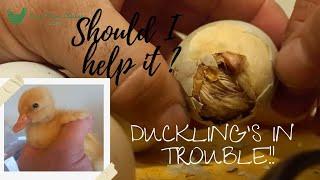 How to help a chick or duckling to hatch out of its egg -  Raising chickens for beginners