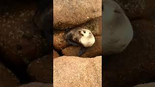 evicting a seal from my fishing spot