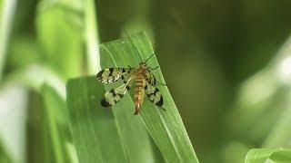 Scorpionflies (Genus Panorpa) Female - Preflight Wing Check