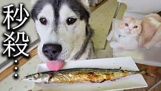 生まれて初めてさんまを食べた猫と犬達の反応がこちらです...