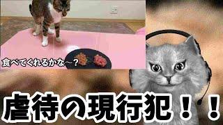 ねおの保護猫 BAN覚悟で子猫に無理矢理マグロを食わせ 好機に喜ぶ飼い主と狂信者共　虐待の現行犯！！