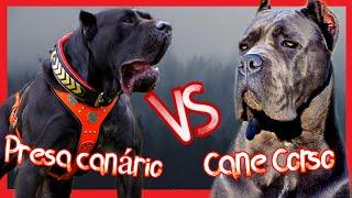 Cane Corso vs Presa Canário