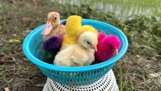 Catch millions of cute chickens, amazing pekin duck hatching, geese, rabbits, funny animals home