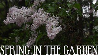 Salem Inspired Garden, Dandelion Honey & The Witch's Cottage Preview | Creative Vlog No. 1