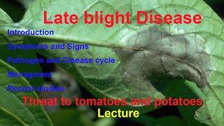 Late blight disease of tomatoes and potatoes | Symptoms | Biology | Control | Recent studies