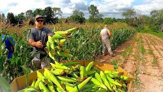 THE SIDE OF VEGETABLE FARMING YOU DON'T SEE