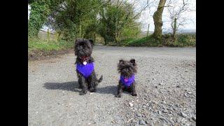 A whole load of Affenpinscher Puppy FUN