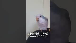 아니ㅋㅋ나도 말좀해보자규 #김베니 #앵무새 #웃긴영상 #birds #동물 #힐링