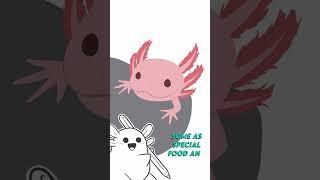 I'm an Axolotl lover! | #axolotl #ajolote #procreate