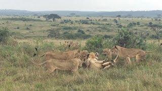 Group Of Female Lions Fight Male Lion