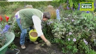 Rittersporn zurückschneiden nach der Blüte I Pflanzen-Kölle