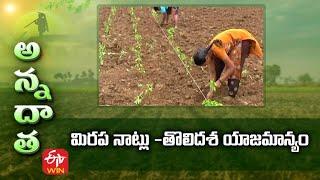 Tips for Chilli Transplantation & Early stage management | మిరప నాట్లు  తొలిదశ యాజమాన్యం | ETV