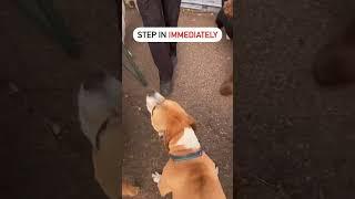 How to correct dominant dog. Dog training and psychology for aggression pit bull. #dogtraining #dog