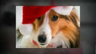 Fleas Navidog