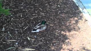 Enten im Stadtpark 7