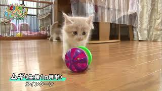 【メインクーン】ウトウト　激カワ　好奇心旺盛【かわいい猫まとめ動画】