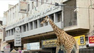 UN screening of Giraffada: Link between a giraffe and Intifada