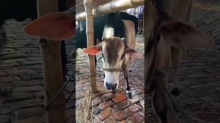 Gabtoli Haat Update September 2024 #goruloversofchattga #viralvideo #bullsfight #cow