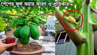 পেঁপে গাছের ফুল ও ফল ঝরা রোধ করুন | পেঁপের ফলন বৃদ্ধির উপায় | Papaya Fruit Drop