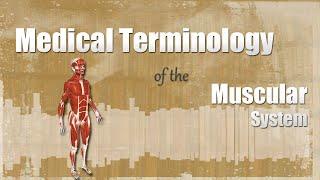 Medical Terminology of the Muscular System