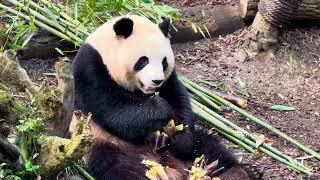 Pandas in Dujiangyan - 中国大熊猫保护研究中心都江堰基地