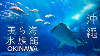 美麗海水族館 日本沖繩 鯨鯊 | Okinawa Churaumi Aquarium Wheel Shark | 珊瑚熱帶魚