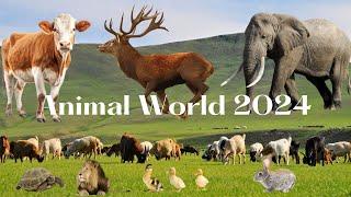 Animal sounds on the steppe - Wild animal sounds - Animal World 2024