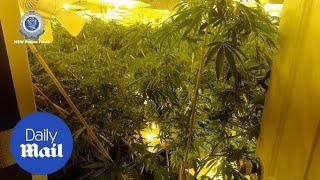 Inside the hydro house in Sydney filled with cannabis