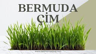 ÇİM ANSİKLOPEDİSİ | BERMUDA ÇİM NEDİR? BERMUDA ÇİM NERELERDE KULLANILIR? BAKIMI VE HASTALIKLARI