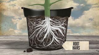 Healthy plant roots - EP01 S2 by CANNA