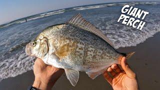 Surprising CATCHES on Our Most Exciting Day Surf Fishing Ever!