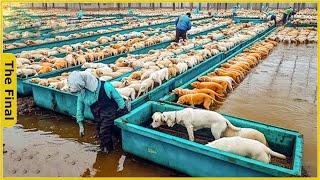 Dog Farm - China Raises 11.5 Million Dogs to Export Meat Every Year - Farming Documentary