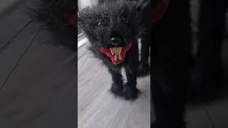 realistic lifesize cat ne1upuk