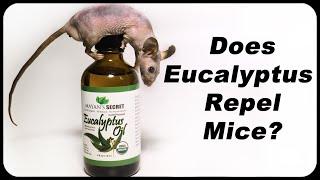 Does Eucalyptus Oil Repel Mice? - Natural Rodent Repellent Or Scam? Mousetrap Monday