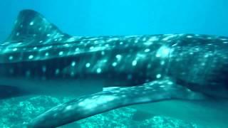 Whale shark safari at LUX* South Ari Atoll