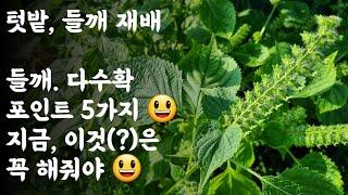 들깨 다수확 포인트 5가지 / 지금, 이것(?)은 꼭 해줘야... 