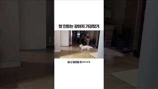 말 안듣는 강아지 기강 잡기 #강아지 #강아지훈련