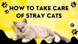 How to take care of stray cats latest updated video 2023