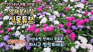 추석연휴 끝나고 어떤 식물들이 입고되었는지 함께 랜선으로 구경가요~ 24년 9월 20일 #양재꽃시장 #식물튜브 #월동 #관엽 #식물아빠