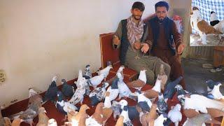 فرصت اندک| ۱۰۰کفتر ضمانتی باغ بالا برای فروش| قیمت های مناسب و معلوم دار|Guaranteed and rare Pigeons