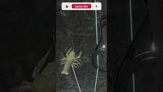 rak crayfish rf4 #shorts