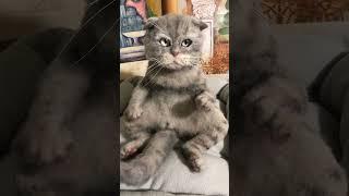 Котик ручной работы #валяние #cat #needlefelting #handmade ##felting #кот реалистичный