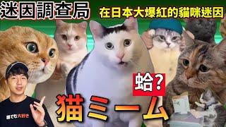 【迷因調查局】全球爆紅的"猫ミーム"貓貓迷因! 居然全部都來自抖音?「蛤」貓的真實叫聲超洗腦!盤點網路上超紅的迷因貓 【Zackyo老查呆呆】