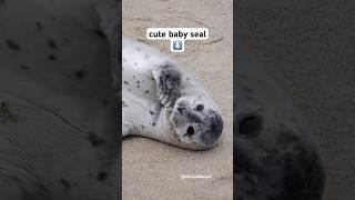 This cute baby seal will make you happy