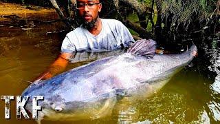 One Of The Largest Catfish Ever Caught On Camera!