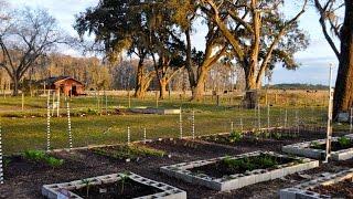 Vegetable Gardening in Florida in February