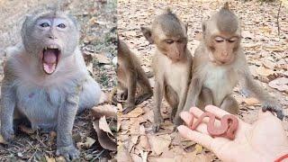 Fun with lovely monkeys