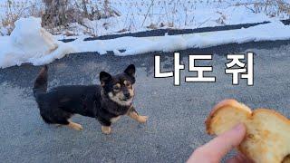 언니 빵을 탐내는 김깜순의 일상